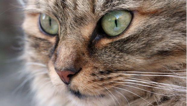 Ілюстрація. Самки кішок частіше бувають правшами, а самці &mdash; шульгами