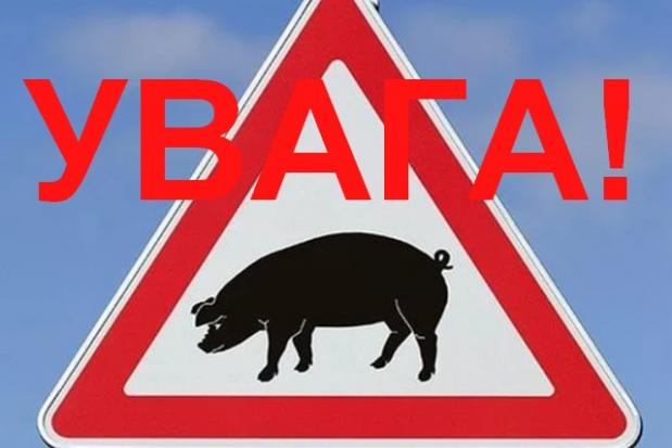 Ілюстрація. Наразі хворого на африканську чуму дикого кабана виявлено тільки у селі Рибне Тисменицького району