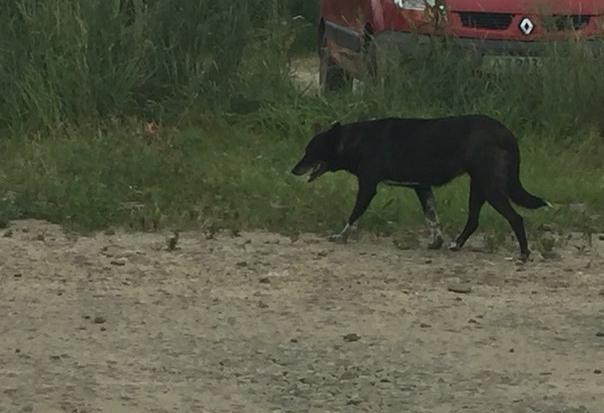 Ілюстрація. У Калуші пообіцяли і надалі відловлювати собак, які мешкають на вулиці