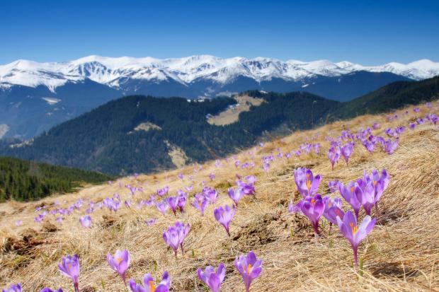 Крокуси квітнуть ці дивовижні рослини від березня до середини квітня впродовж 20-25 днів