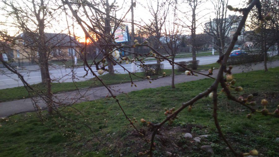 Минулого року у цей час в Калуші уже цвіли деякі квіти і дерева | Фото: Калуш Урбаністичний