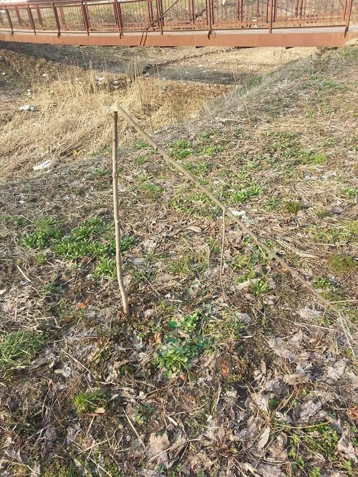 На місці зламаного клена жителі вулиці Сівецька висадили нове деревце, а поруч &mdash; ще два