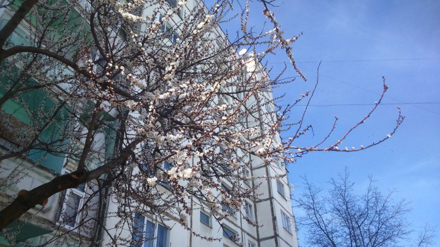 Неймовірна краса біля багатоповерхівки