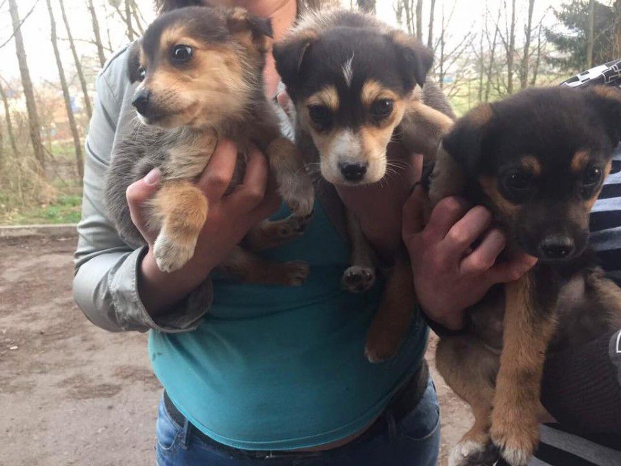 Від паразитів уже оброблені, а стерилізацію волонтери гарантують | Фото: Дім Сірка м. Калуш