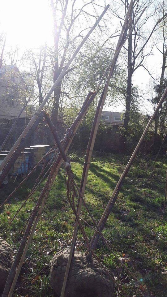 Кожне зламане дерево коштувало 1500 гривень