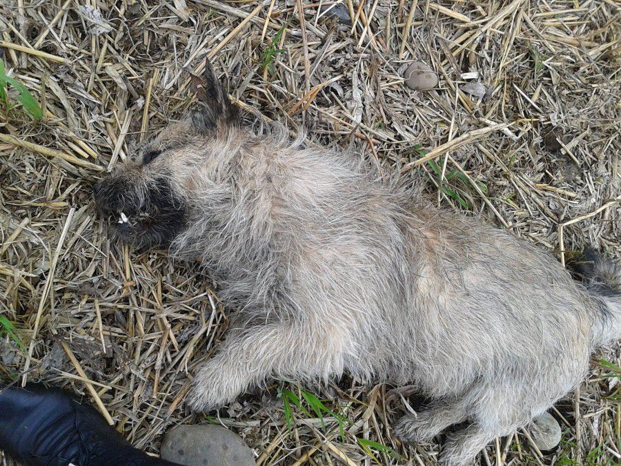 У Калуші жорстоко вбили безпритульного пса | Фото: Таня Либа