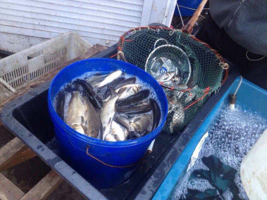 Зарибок активісти купують власним коштом