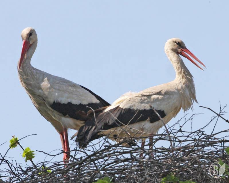 Бузьок Піньо цього року прилетів 22 березня, а не 4 квітня, як минулого року
