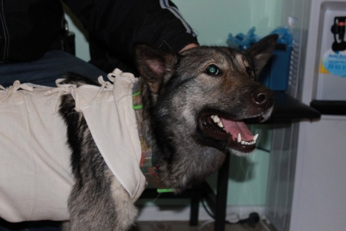 Волонтери змушені припинити брати на лікування безпритульних тварин, бо не можуть врятувати всіх