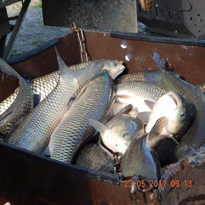 В міське озеро Івано- Франківська, сьогодні, запустили 430 кілограмів дорослої риби виду Амура Білого