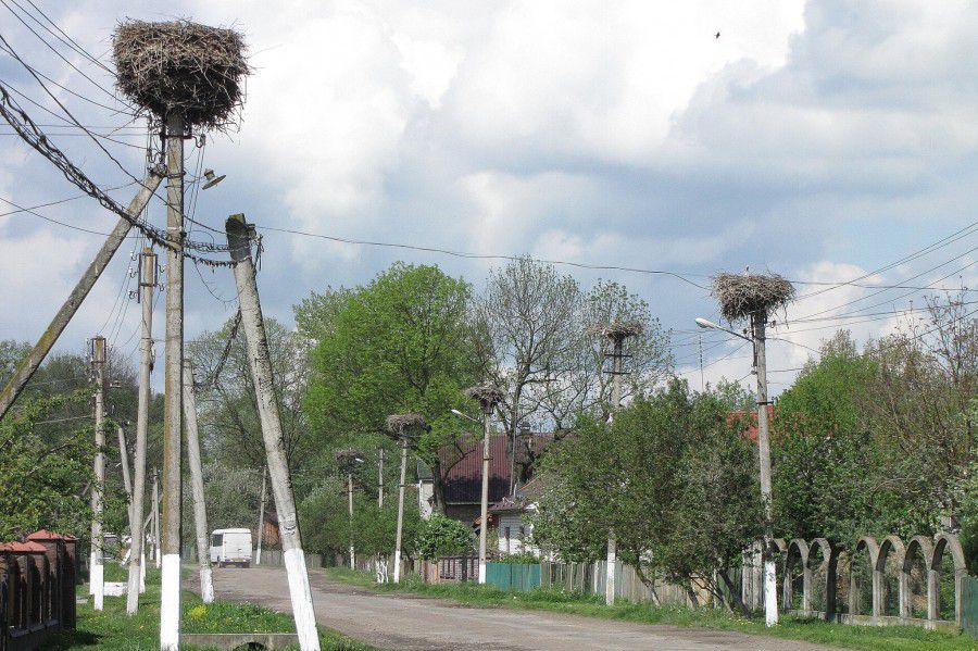 Вулиця лелек є у селі Завадка | Фото: Василь Фіцак