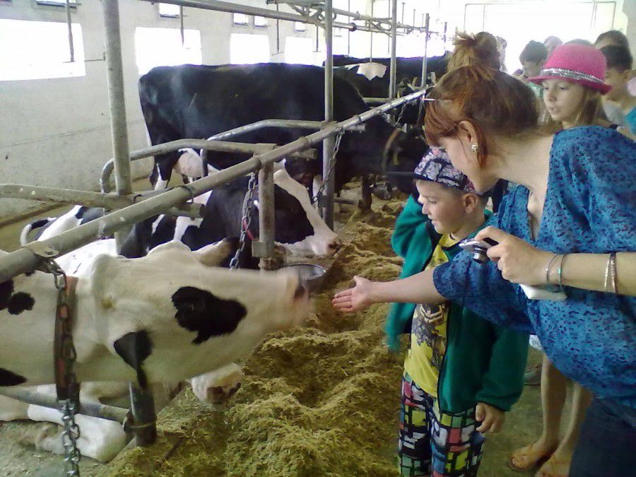 Юні калушани намгалися торкнутися телят і корівок