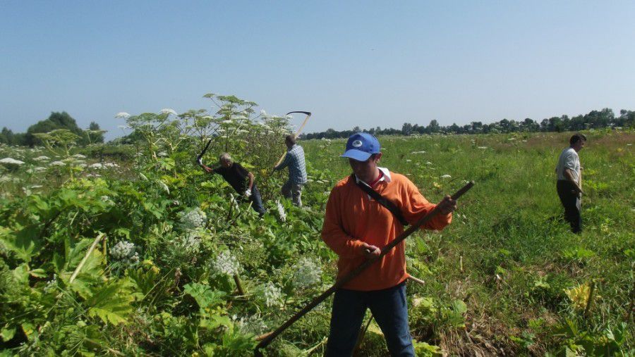 Ілюстрація. Із борщівником боротися важко, але можна