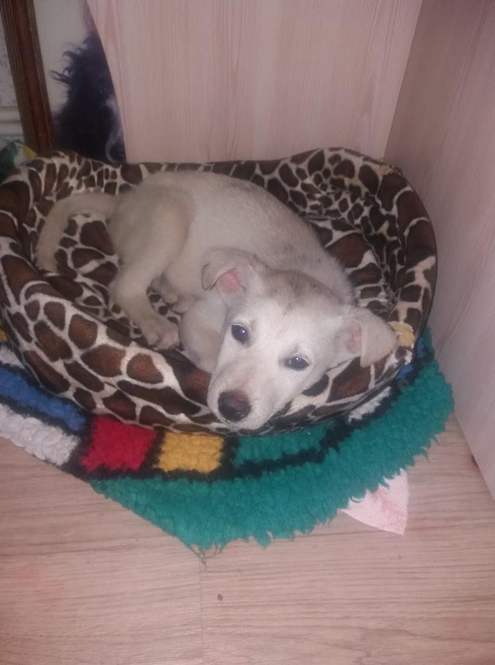 Цуцика прилаштували до нових господарів. Можливо, йому пощастить більше