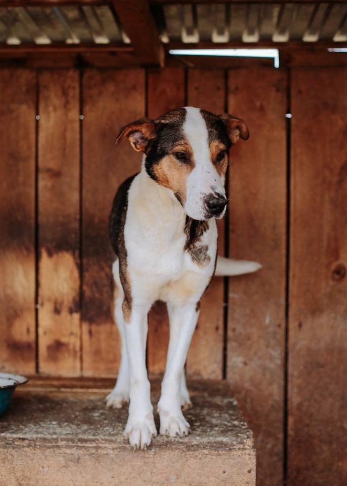 Конні вже давненько в притулку і про неі навіть ніхто не питає