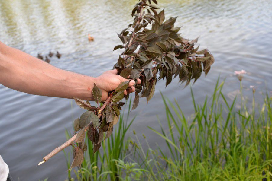 Вандали просто надламали верхівки дерев і кинули їх в озеро