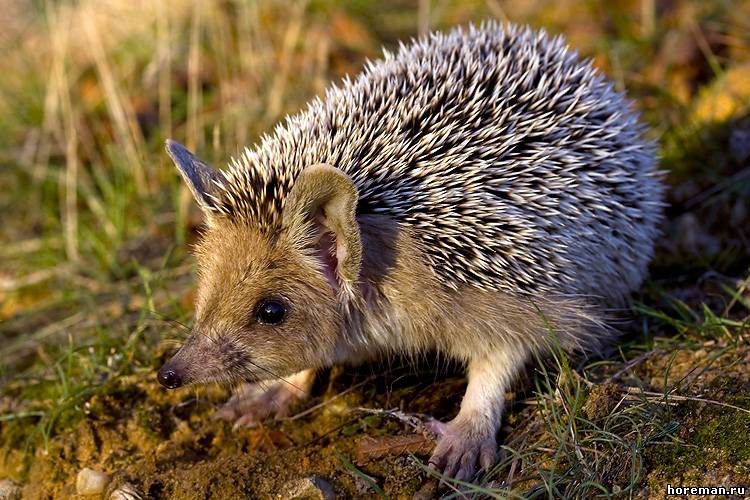 Їжаки могли б врятувати Калуш від змій