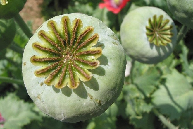 На земельній ділянці 69-річної жительки Калуського району нарахували понад 400 рослин снодійного маку