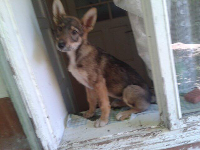 Собака чемна, розумна та вихована