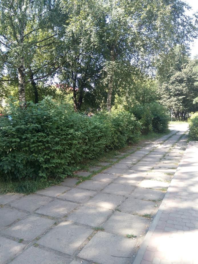 Високі кущі заважають диитися на дорогу і виглядають не естетично, аргументують своїпретензії скаржники