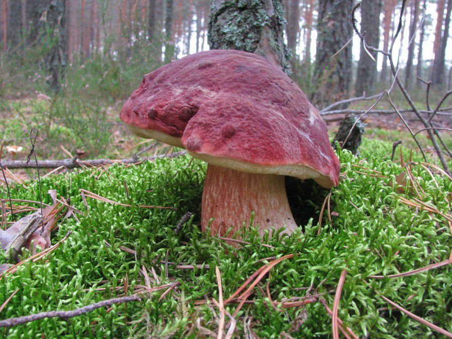 Гриби слід збирати лише ті, які добре знаєте