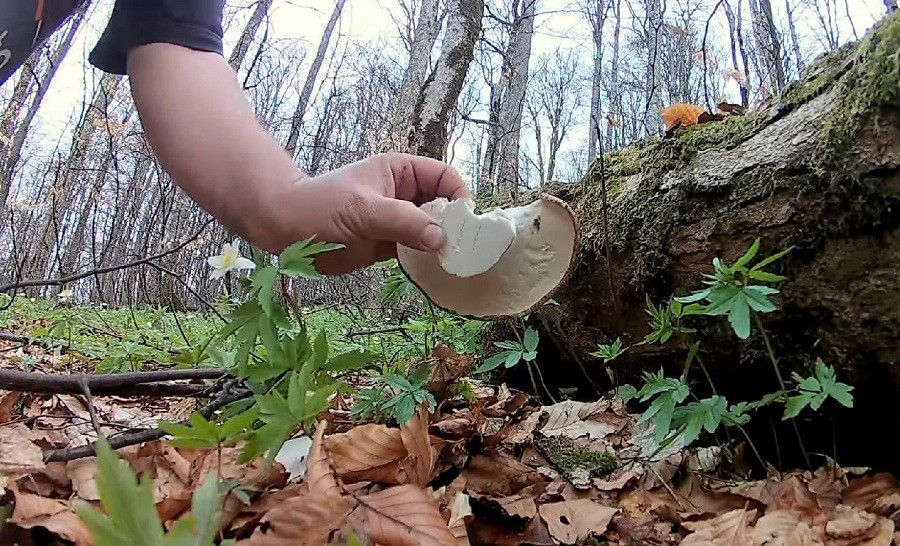 Ілюстрація. Дощова погода тішить грибників, проте, не маючи елементарних знань, краще утриматися від "тихого полюва