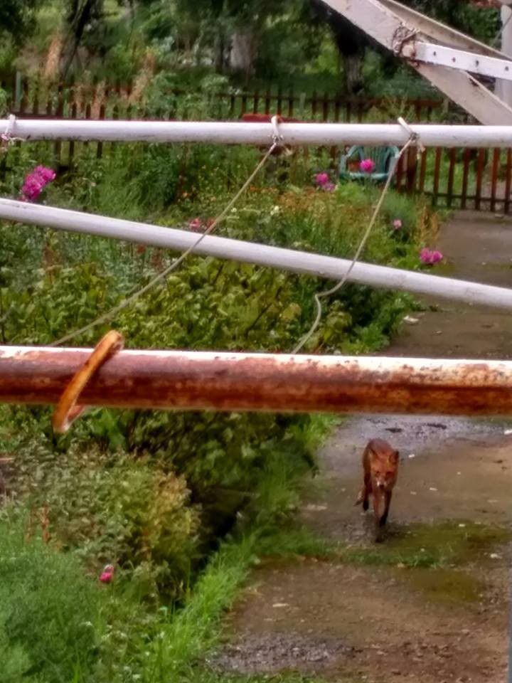 Лисиця сьогодні зайшла просто до городу калушан