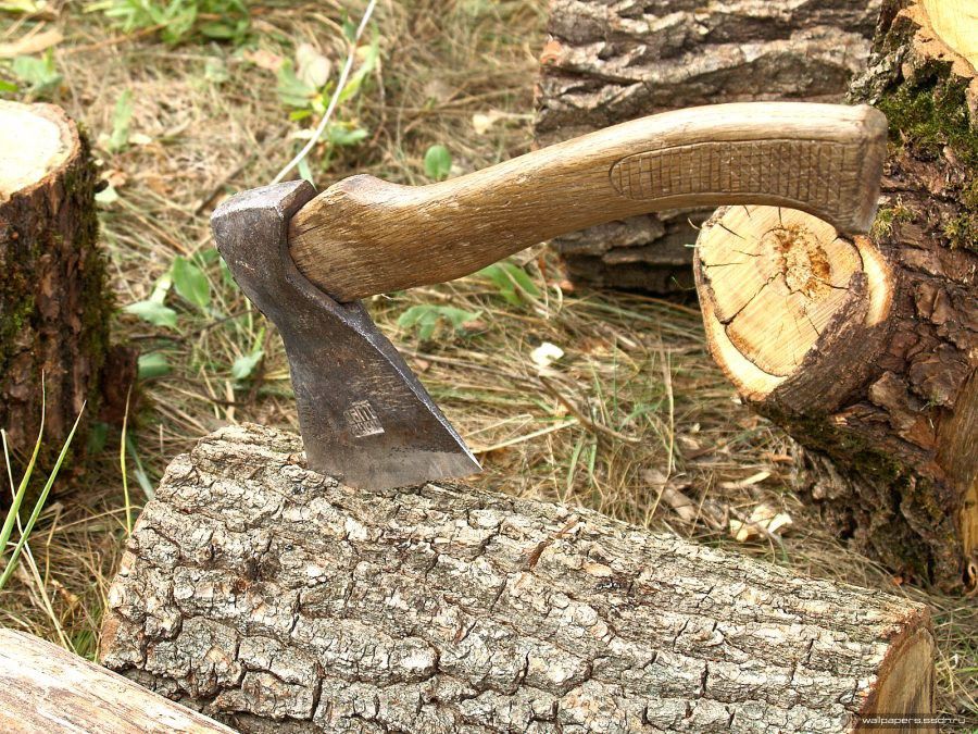 Ілюстрація. За самовільне вирубування лісів карають штрафом