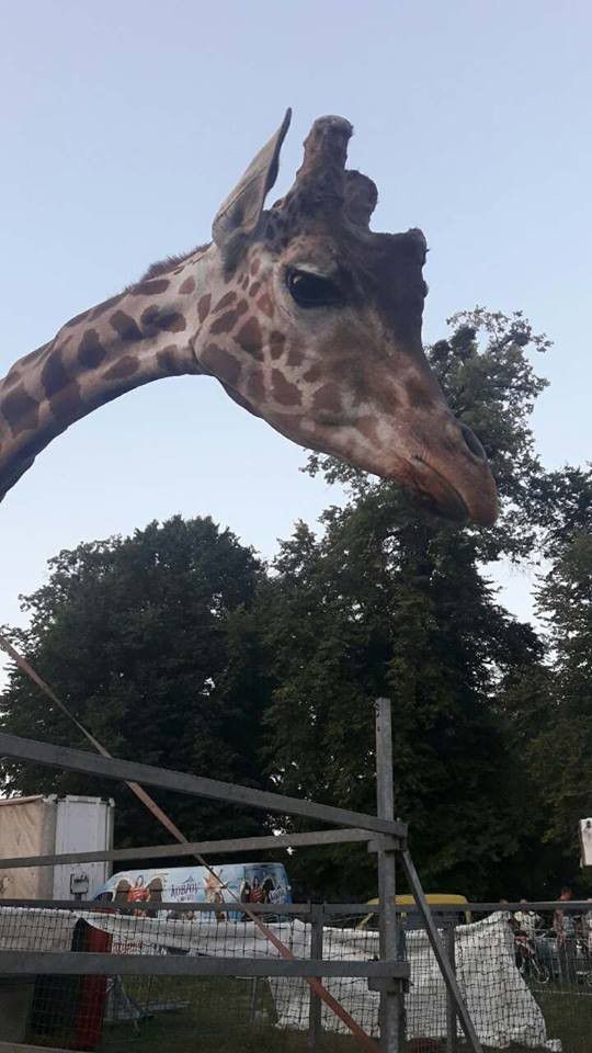 У Калуш всього на кілька днів приїхав цирк із тваринами | Фото: Galina Shymanska