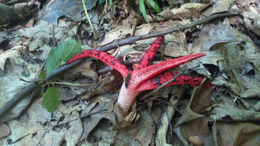 "Пелюстки" цього гриба схожі до щупальців кальмара