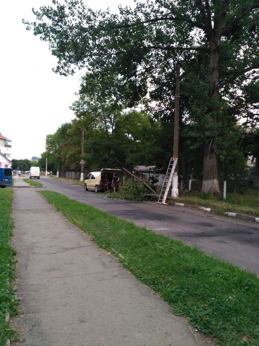 Дерева зазвичай падають від сильного вітру. У Калуші &mdash; й у сппеку