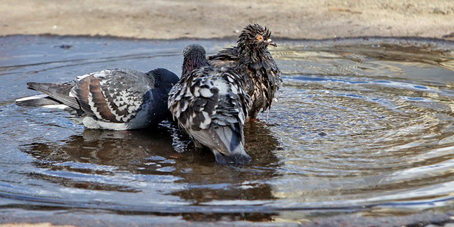 Ілюстрація. Наразі птахи у Калуші купаються і п'ють із калюж