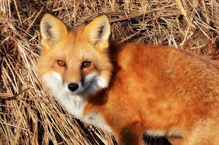 Ілюстрація. Лисиці &mdash; дикі тварини, проте деякі з них потребують реабілітації
