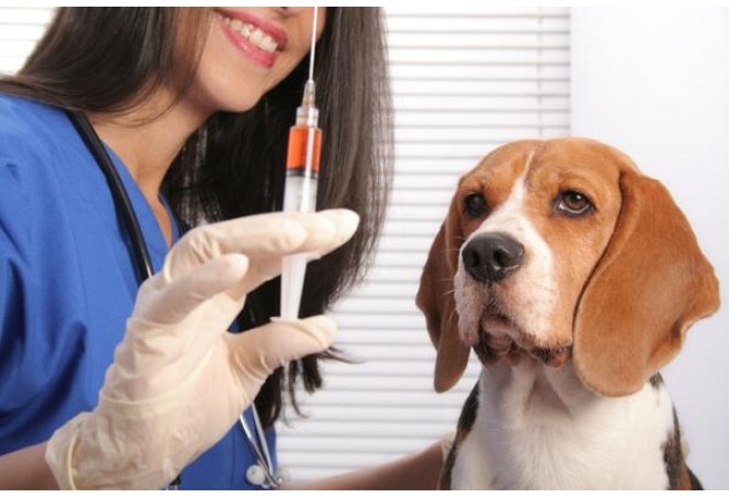 Вакцинація собак необхідна для уникнення поширення сказу серед тварин, що є дуже небезпечним для людей.