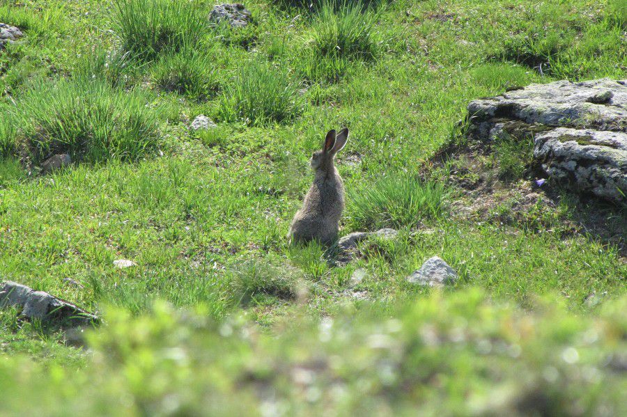 Зайці почуваються господарями на Попі Івані