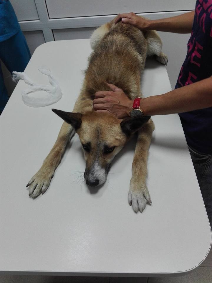 У собаки &mdash; складне захворювання, на лікування якого потрібні кошти | Фото: &lrm;Дім Сірка SOS