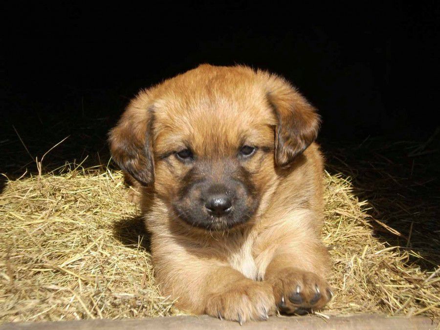 Собаки із притулку і далі отримуватимуть допомогу волонтерів