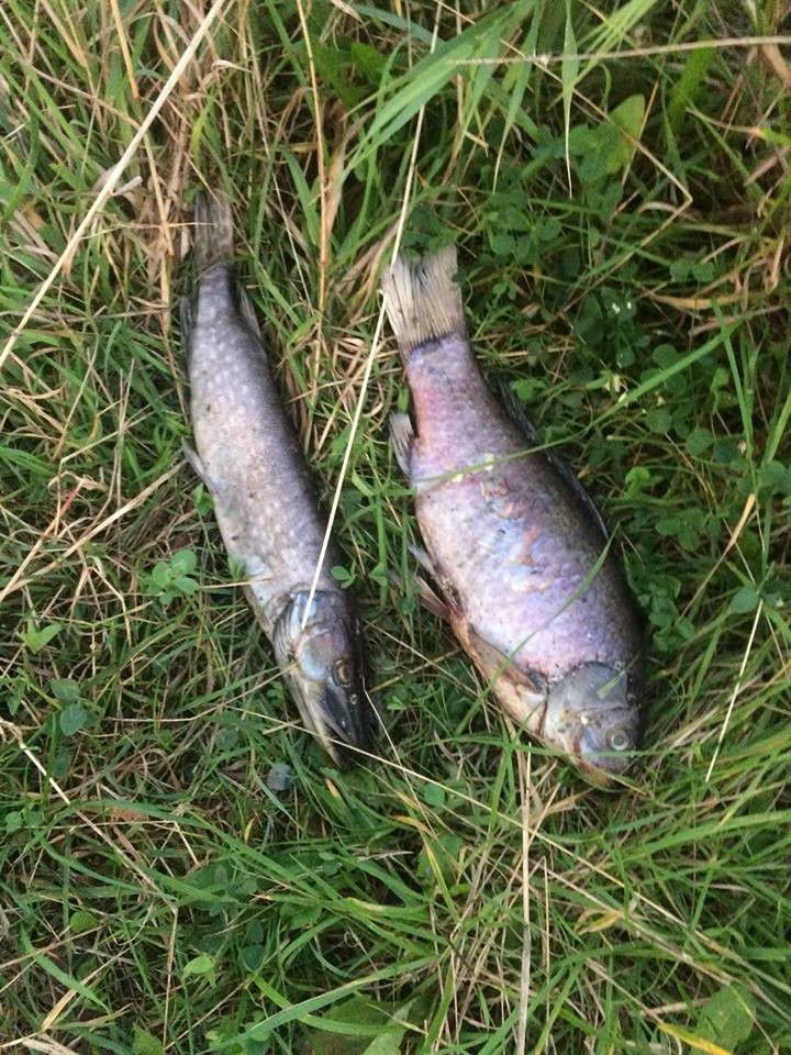 При експрес-дослідженні виявлено низький рівень кисню у даних пробах води, що, ймовірно, могло стати причиною загибелі р