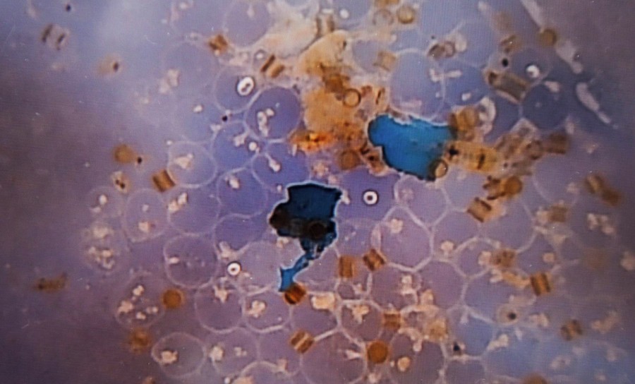 У своєму дослідженні вчені розглянули 12 видів морської солі, у тому числі 10, які продаються в американських продуктови