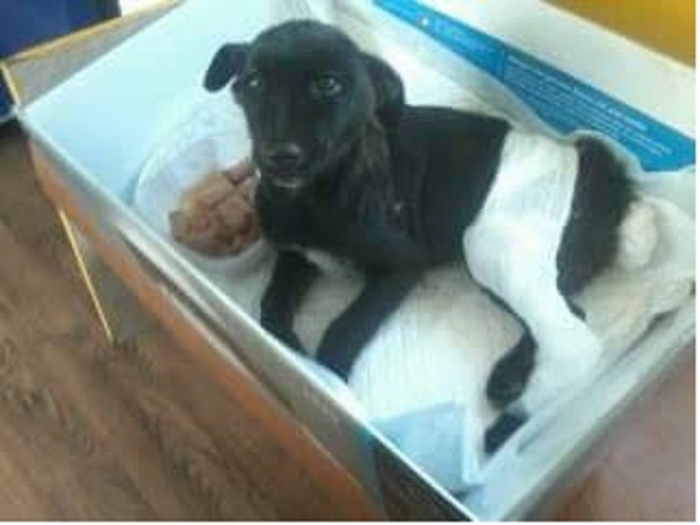 Собаці потрібна термінова допомога | Фото: Дім Сірка м. Калуш