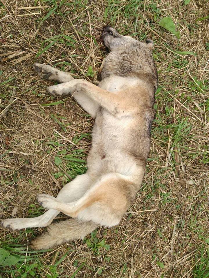 У Калуші загинула "собака-посміхака, стареньке сонечко"