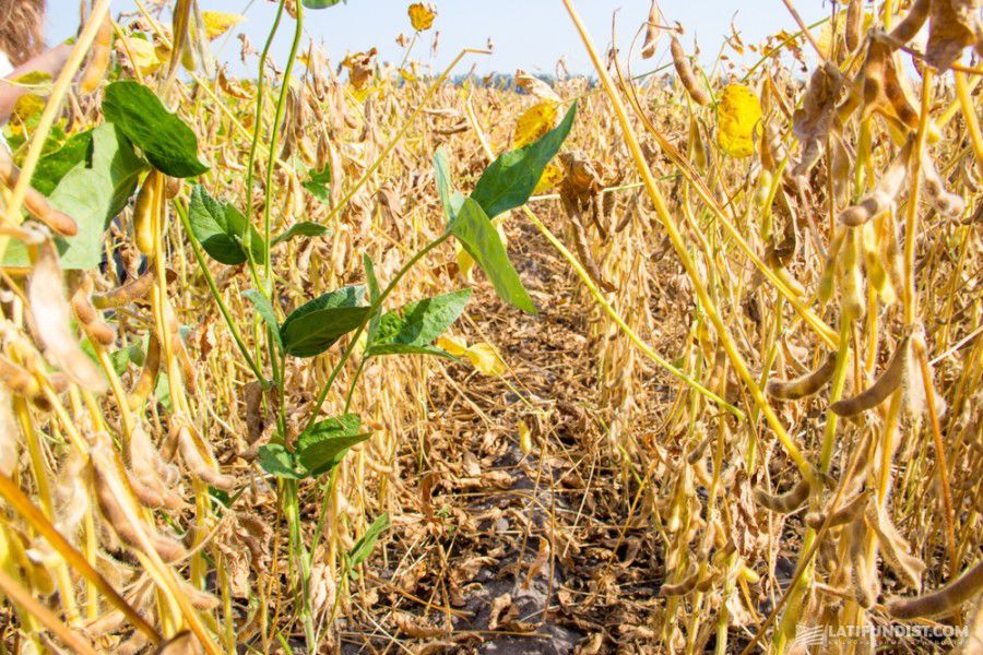 Сільськогосподарським підприємствам району залишилося зібрати пізні зернові &ndash; гречку, кукурудзу, сою
