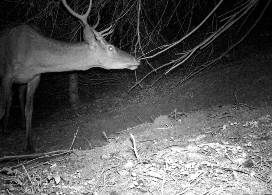 В Національному природному парку &laquo;Верховинський&raquo; олень благородний під надійним захистом
