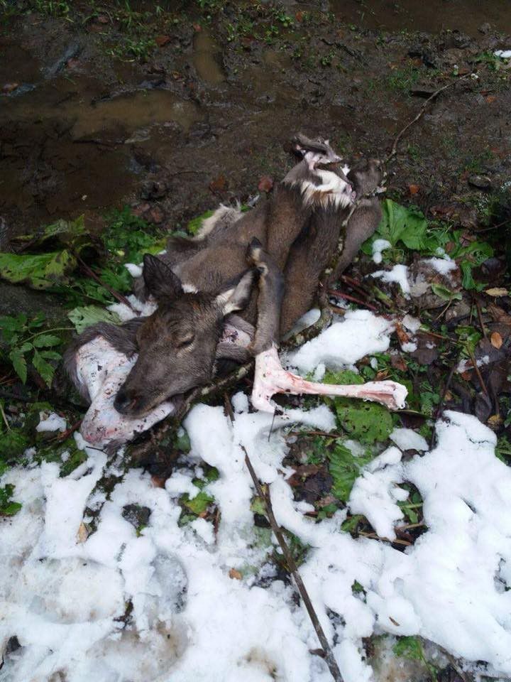 Жахливі фото з рештками вбитих браконьєрами тварин. 