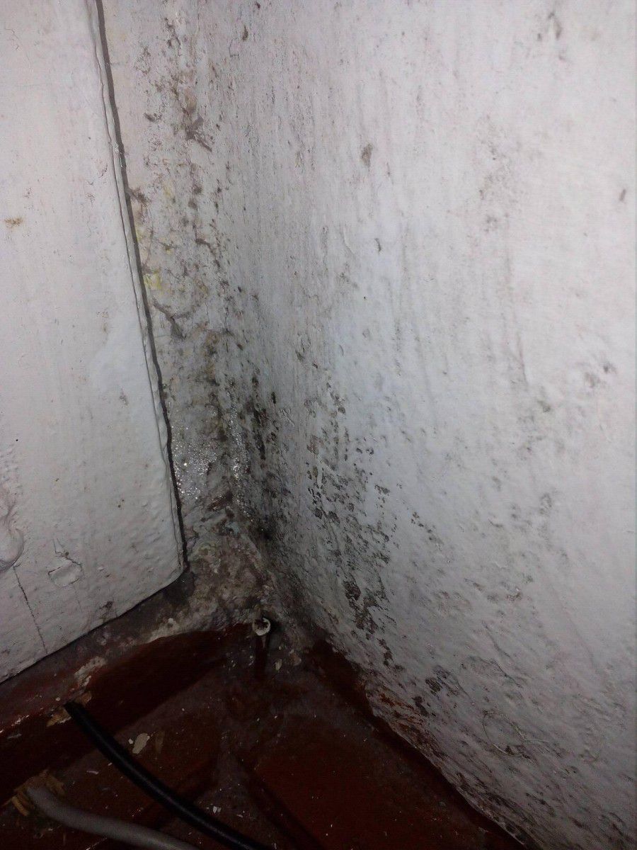 Плісняви з кожним днем стає більше, а діти почали хворіти | Фото: Ольга Юрійчук