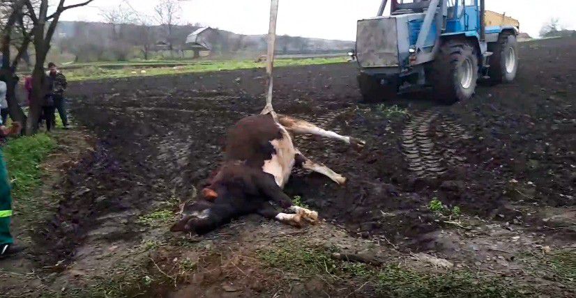 В селі Одаїв Тлумацького району рятувальники допомагали витягнути корову з колодязя. Тварина, на жаль, не вижила