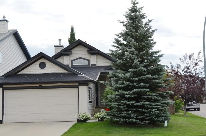 Ілюстрація. Ялинку для центральної площі Калуша поки що шукають