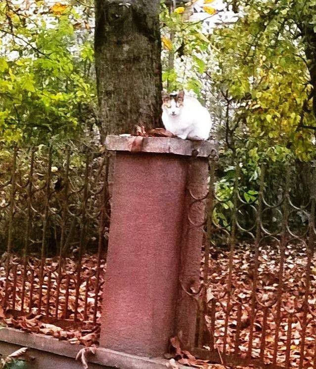 Кішки можуть мати абсолютно різні характери, але їм не властиві агресія, мстивість і злість