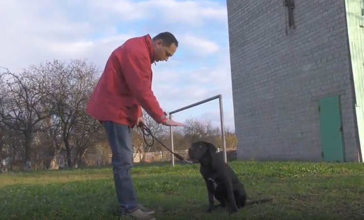 5-місячна Айра &mdash; досить рідкісна італійська порода охоронних собак кане корсо