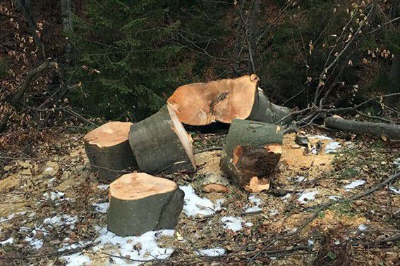 Збитки від незаконної вирубки бука склали майже 8 300 гривень